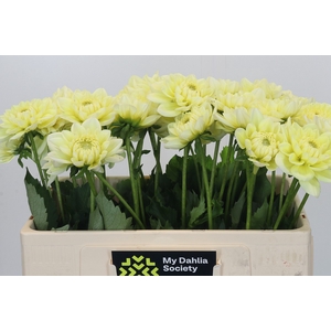 Dahlia Hilda Special