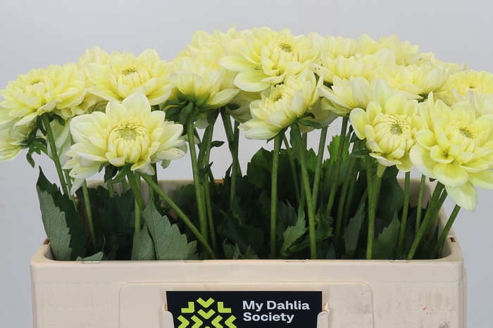 <h4>Dahlia Hilda Special</h4>