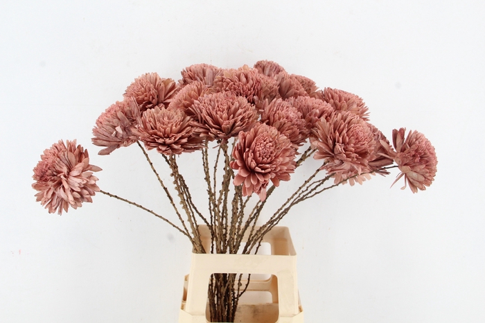 <h4>HUIS EN TUINDECO H%</h4>