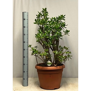 CRASS OVATA