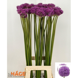 ALLIUM GLADIATOR