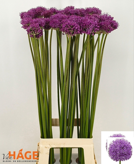 <h4>ALLIUM GLADIATOR</h4>
