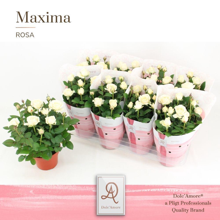 <h4>Rosa Infinity White Dolc'Amore Maxima</h4>