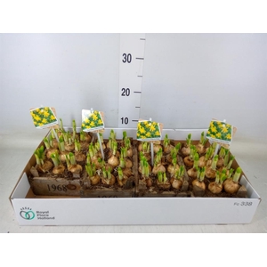 Arr.  Narcissus Tete Tete L%