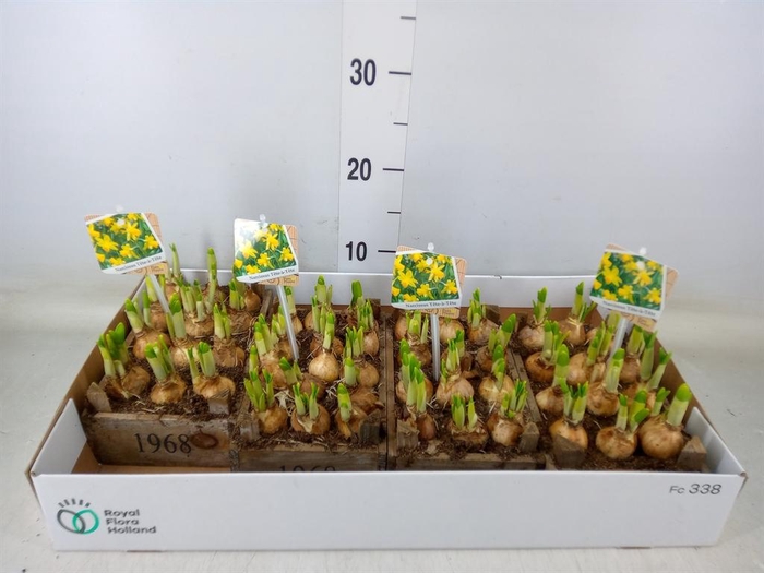 <h4>Arr.  Narcissus Tete Tete L%</h4>