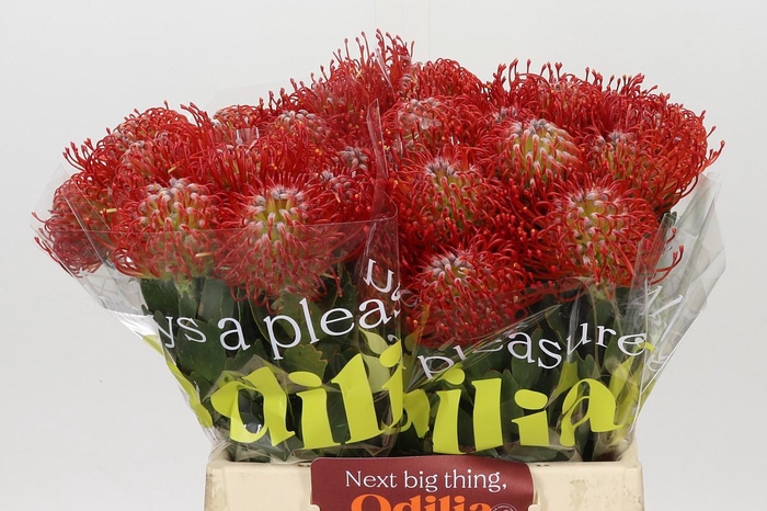 Nutans Ayoba Red