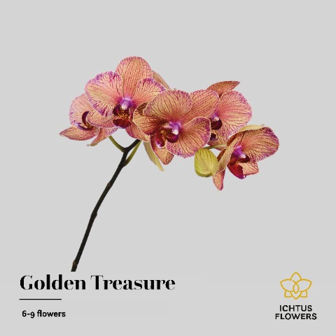 <h4>PHAL GOLDEN TREASURE TAK 6-9.</h4>