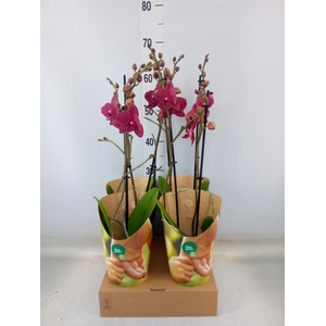 Phalaenopsis   ...red