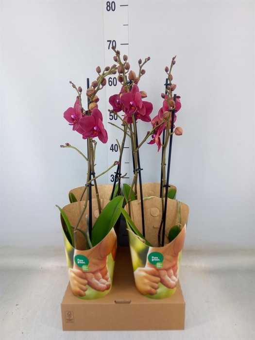 <h4>Phalaenopsis   ...red</h4>