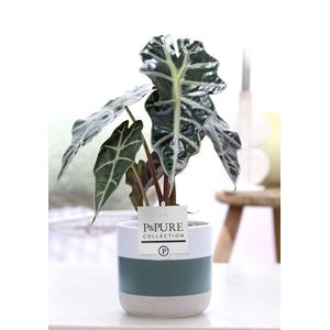 Alocasia Polly in P&PURE Lauren ceramics