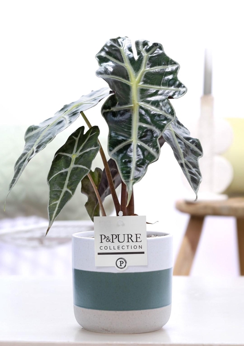 <h4>Alocasia Polly in P&PURE Lauren ceramics</h4>