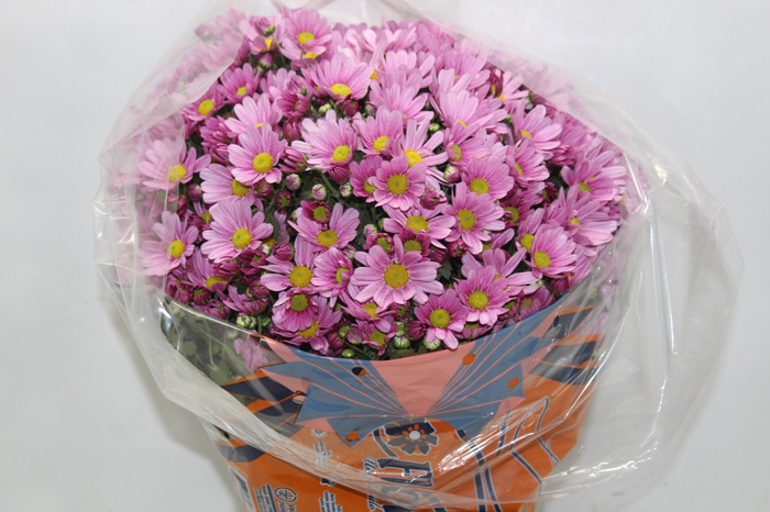 <h4>CRISANTEMO BOLA BELGA P20 ROSA</h4>