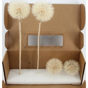 PF Dandelion Naturel XXXL