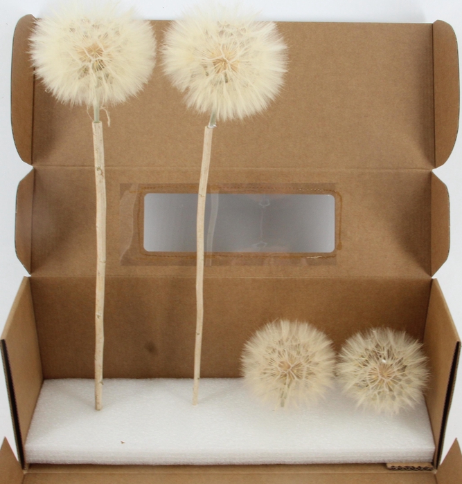 <h4>PF Dandelion Naturel XXXL</h4>