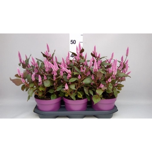Celosia arg. SP 'Wild Pink'