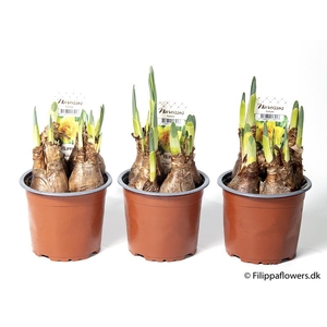 NARCISSUS INCOMPARABILIS