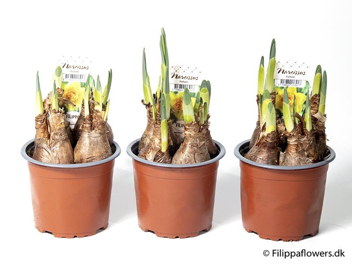 <h4>NARCISSUS INCOMPARABILIS</h4>