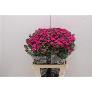 Di Barb Am Neon Cher 60cm