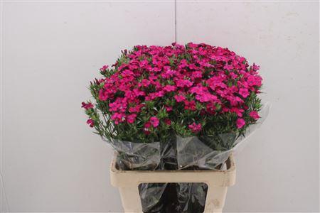 <h4>Di Barb Am Neon Cher 60cm</h4>