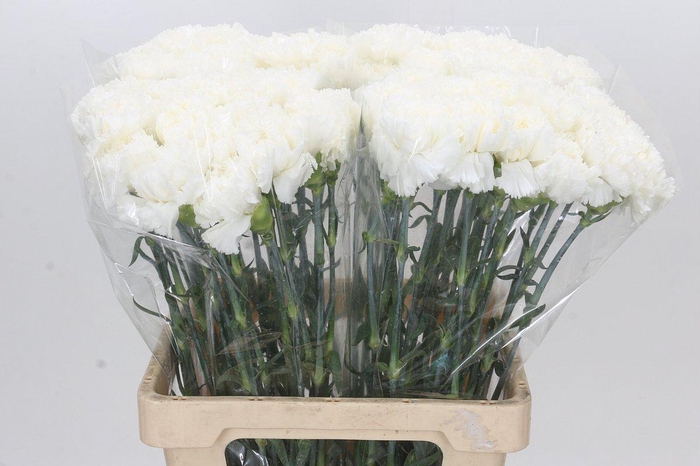 <h4>Dianthus St Holly</h4>