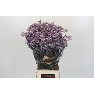 Limonium ov Safora Lilac