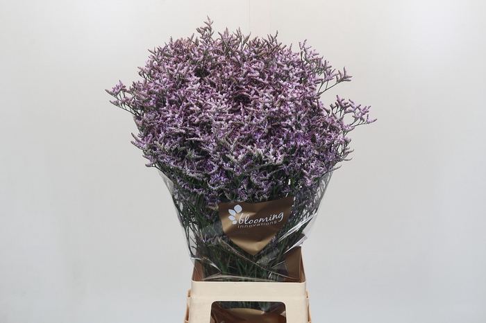 <h4>Limonium ov Safora Lilac</h4>