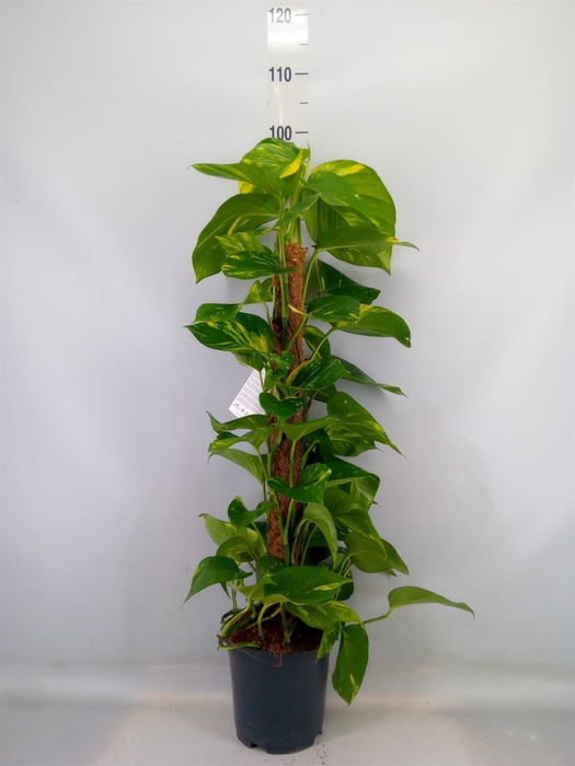 <h4>Epipremnum pinn.   ...moss stick</h4>