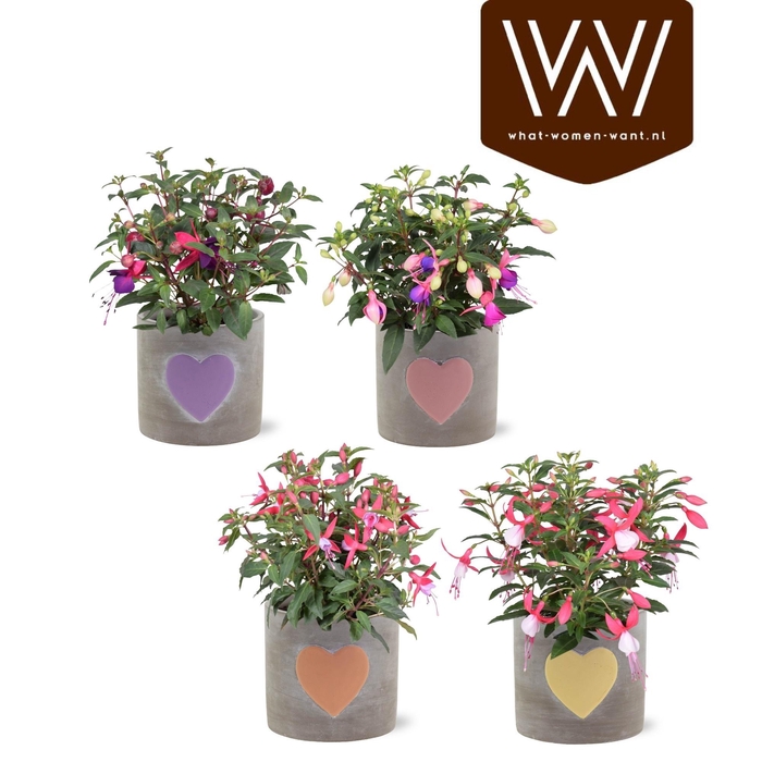 <h4>FUCHSIA B F GEM</h4>