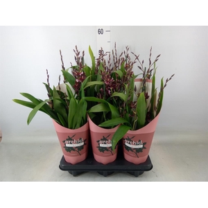 Burrageara  'Barrocco Red'
