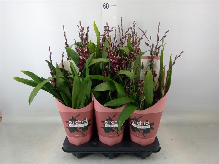 <h4>Burrageara  'Barrocco Red'</h4>