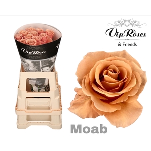 R GR MOAB
