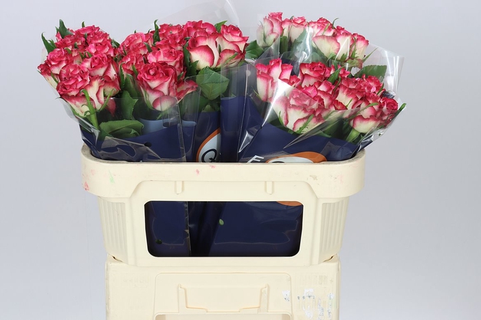 <h4>Rosa Gr Ducati</h4>