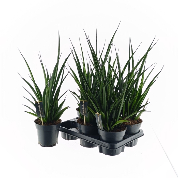 <h4>SANSEV KIRKI FRIENDS</h4>