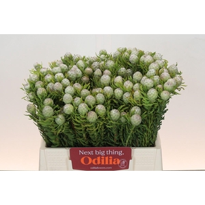 Leucadendron Ayoba Jade Pearl