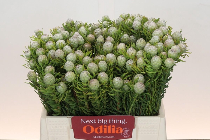 <h4>Leucadendron Ayoba Jade Pearl</h4>