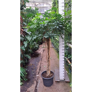 Schefflera Compacta