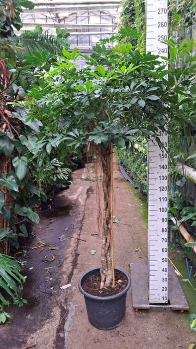 <h4>Schefflera Compacta</h4>