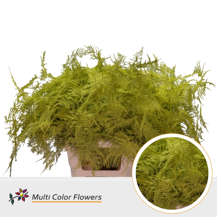 <h4>Asparagus Extra V Geel</h4>