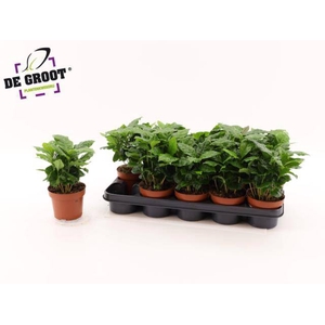 COFFEA ARABICA