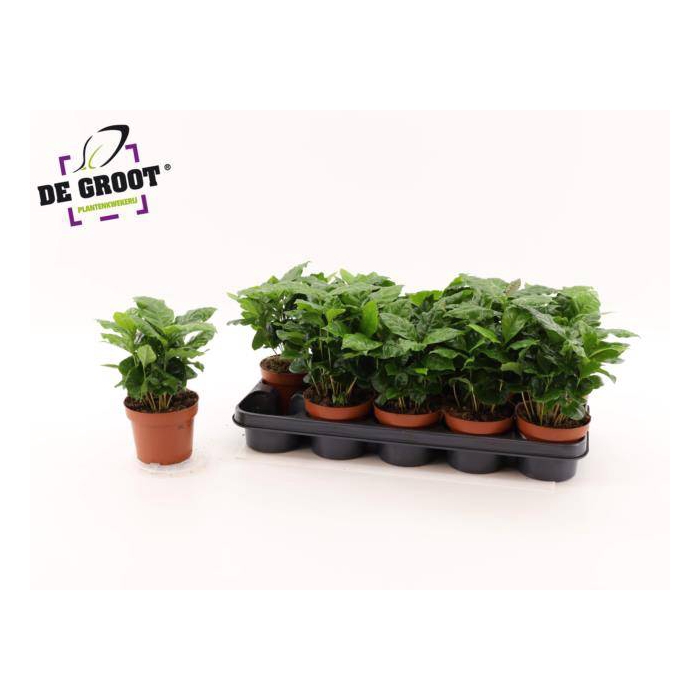 <h4>Coffea Arabica 12Ø 25cm</h4>