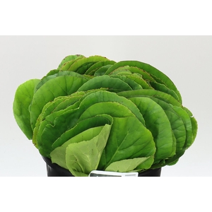 Bergenia