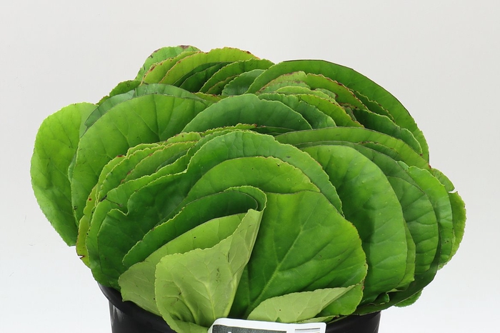 <h4>Bergenia</h4>