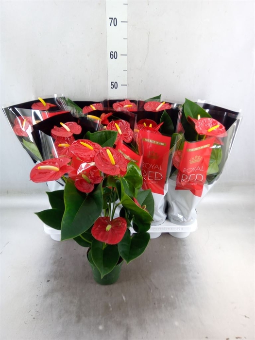 <h4>Anthurium andr. 'Royal Champion'</h4>