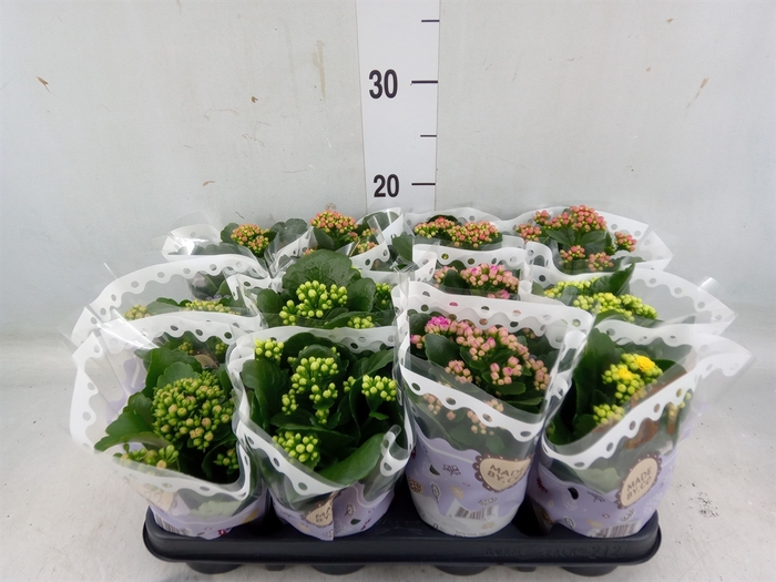 <h4>Kalanchoe blos.   ..rosebud mix  5</h4>