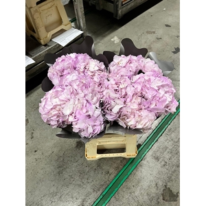Hydrangea lavendel tinted