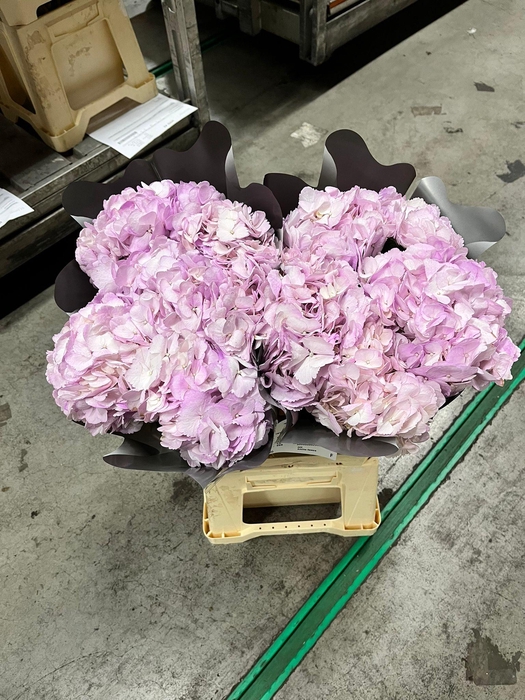<h4>Hydrangea lavendel tinted</h4>