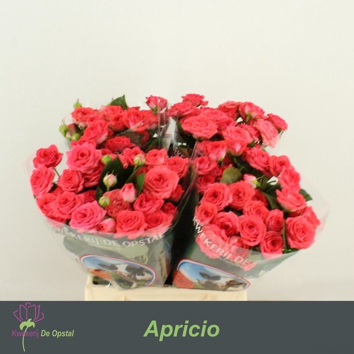 <h4>R Tr Apricio</h4>