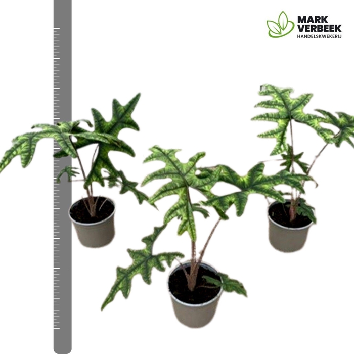 <h4>Alocasia Sumatra</h4>