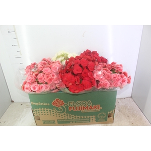 BEGONIA P15