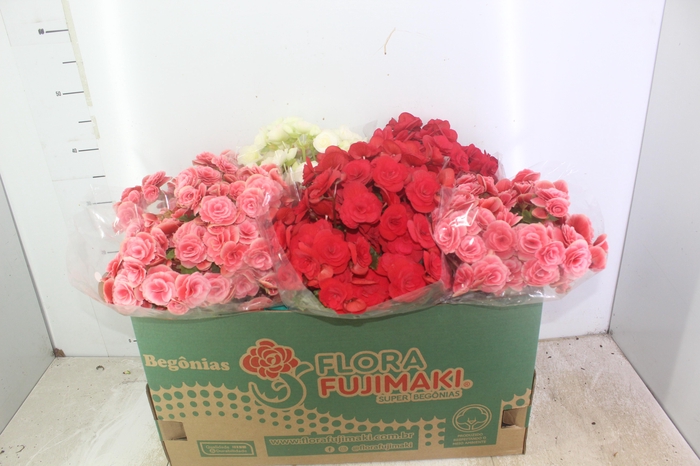BEGONIA P15